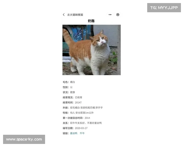 两只猫咪闯入四川主场，保安追逐战引全场欢笑